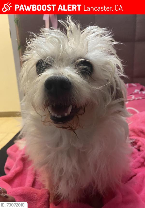 Lost Female Dog last seen Near ave J7 Lancaster CA, Lancaster, CA 93534