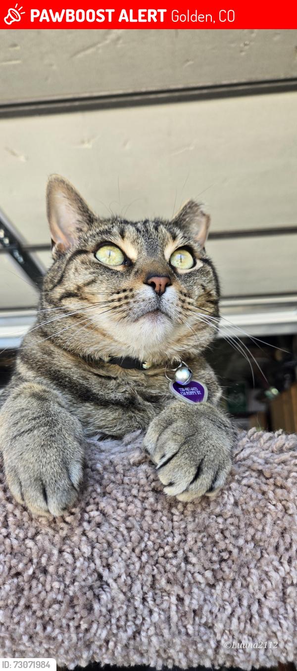 Lost Female Cat last seen poppy and 2nd pl, Golden, CO 80401
