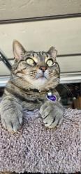 Lost Female Cat last seen poppy and 2nd pl, Golden, CO 80401