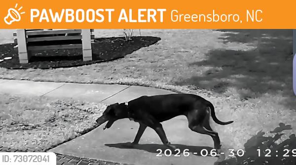 Found/Stray Unknown Dog last seen Bayberry and Turnmill across from Greensboro Day School, Greensboro, NC 27455