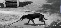 Found/Stray Unknown Dog last seen Bayberry and Turnmill across from Greensboro Day School, Greensboro, NC 27455