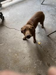 Lost Female Dog last seen E. 16th and Claymont Streets, Wilmington, DE 19802