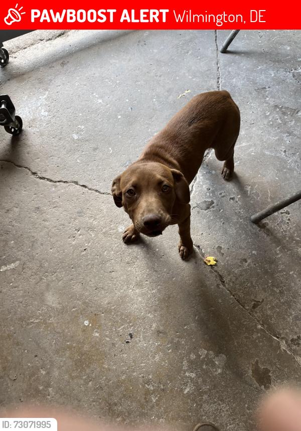 Lost Female Dog last seen E. 16th and Claymont Streets, Wilmington, DE 19802