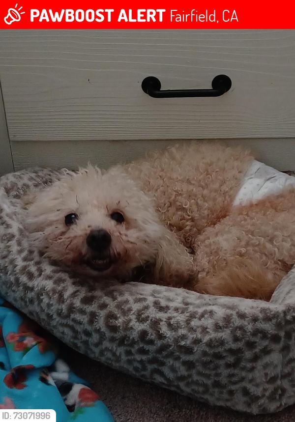 Lost Male Dog last seen Paradise Valley Golf Course, Fairfield, CA 94533