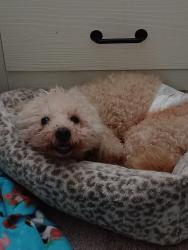 Lost Male Dog last seen Paradise Valley Golf Course, Fairfield, CA 94533