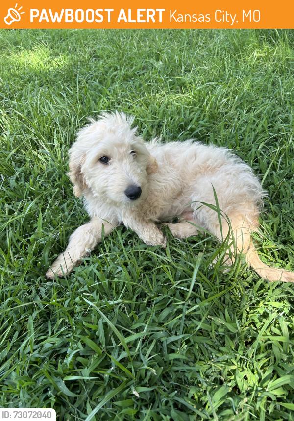 Found/Stray Male Dog last seen E 110 Th terrace, Kansas City, MO 64119