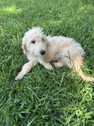 Found/Stray Male Dog last seen E 110 Th terrace, Kansas City, MO 64119
