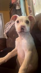 Lost Male Dog last seen On raby street more towards the terrace street side, Canton, NC 28716