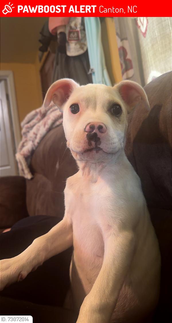 Lost Male Dog last seen On raby street more towards the terrace street side, Canton, NC 28716