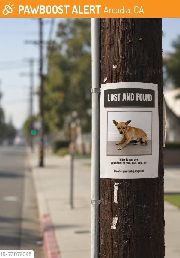 Found/Stray Female Dog last seen Gracewood ave arcadia, Arcadia, CA 91780
