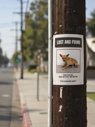 Found/Stray Female Dog last seen Gracewood ave arcadia, Arcadia, CA 91780