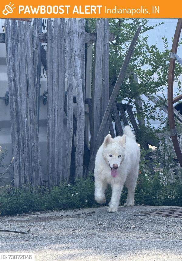 Found/Stray Unknown Dog last seen E 45TH ST, Indianapolis, IN 46226
