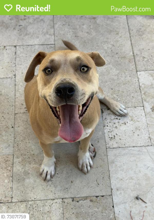 Reunited Male Dog last seen Popeyes , Dania Beach, FL 33004
