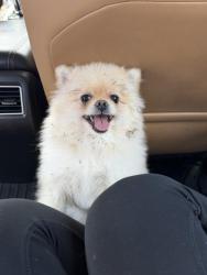 Lost Female Dog last seen Near 38th Ave N Saint Petersburg, FL 33710 United States, St. Petersburg, FL 33710