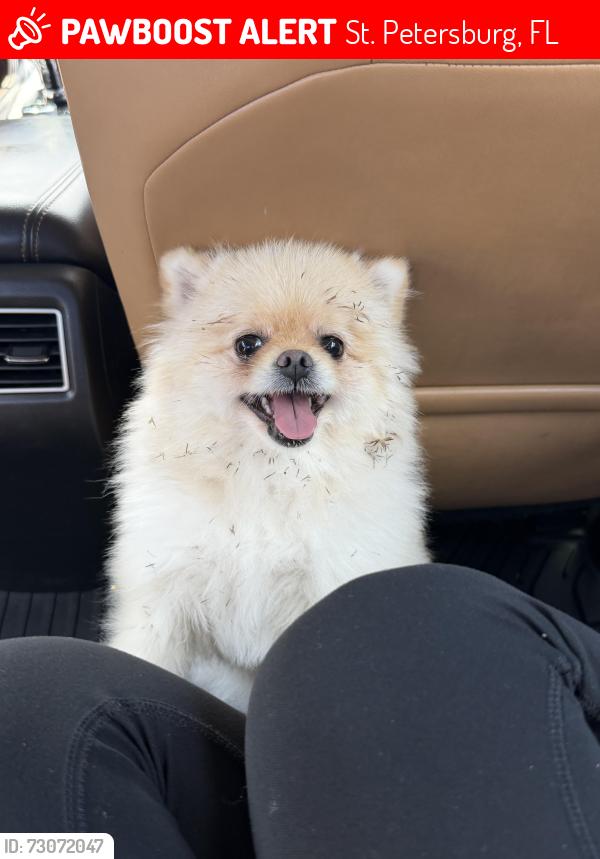 Lost Female Dog last seen Near 38th Ave N Saint Petersburg, FL 33710 United States, St. Petersburg, FL 33710