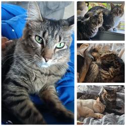 Lost Female Cat last seen Gem heights and country hollow rd, Puyallup, WA 98375