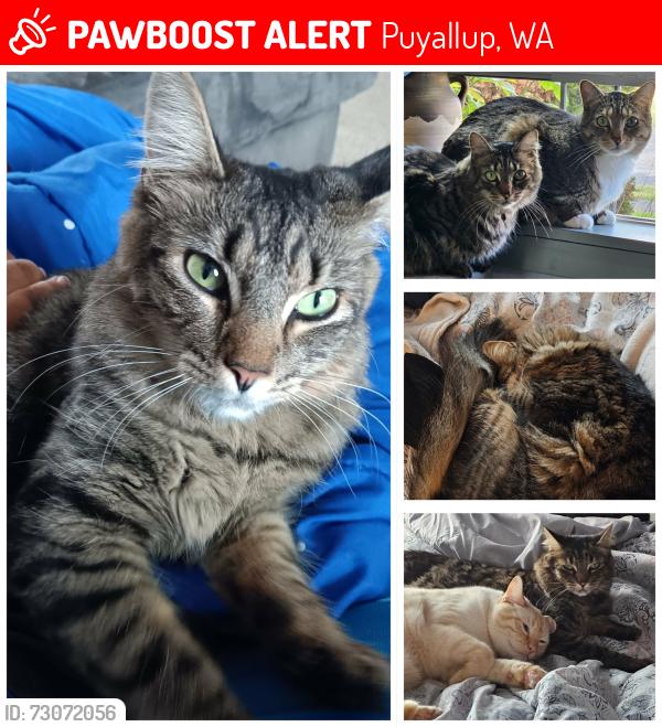 Lost Female Cat last seen Gem heights and country hollow rd, Puyallup, WA 98375