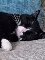 Lost Male Cat last seen Winnetka blvd, 62nd Ave and 63rd ave, west Briadway, Minneapolis, MN 55428