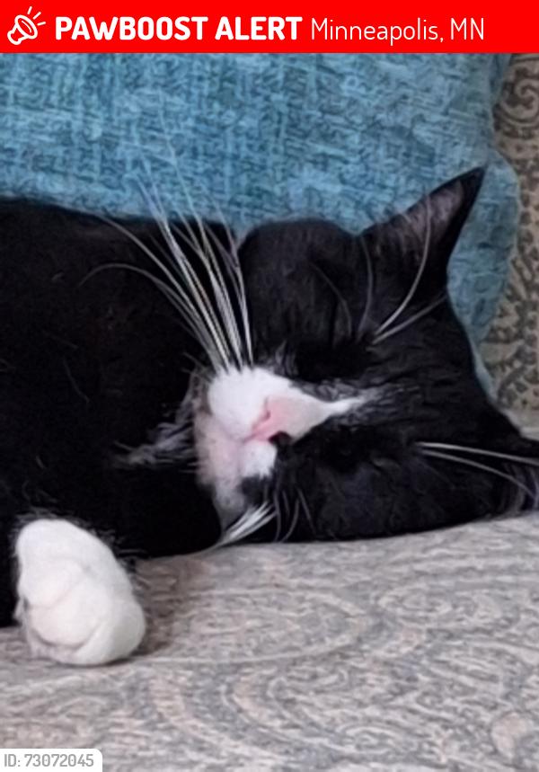 Lost Male Cat last seen Winnetka blvd, 62nd Ave and 63rd ave, west Briadway, Minneapolis, MN 55428