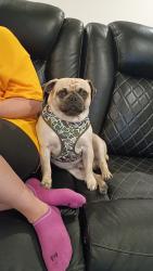 Reunited Male Dog last seen 81st pecos st, Denver, CO 80221