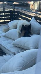 Found/Stray Female Dog last seen 25st-craycroft, Tucson, AZ 85711