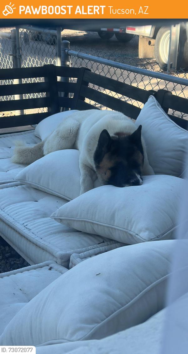 Found/Stray Female Dog last seen 25st-craycroft, Tucson, AZ 85711