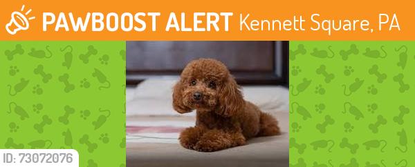 Found/Stray Unknown Dog last seen On woods 711 n mill rd, Kennett Square, PA 19348