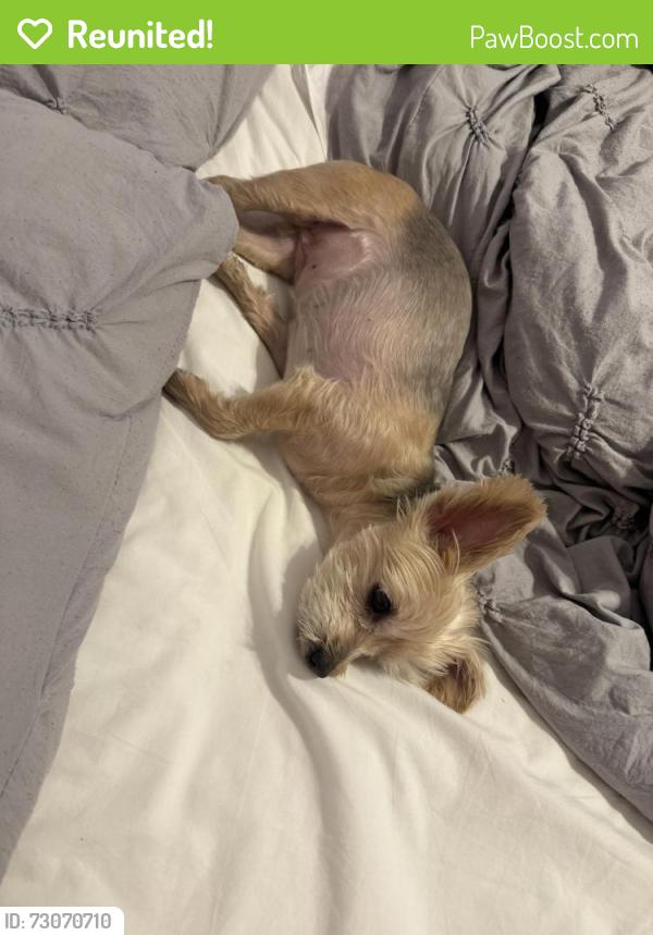 Reunited Female Dog last seen Chopsey hill rd , Bridgeport, CT 06606