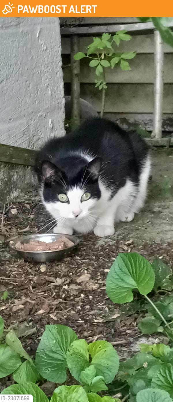 Found/Stray Unknown Cat last seen Our backyard at the corner of Elm Street & West Main Street, South Pottstown, PA 19465