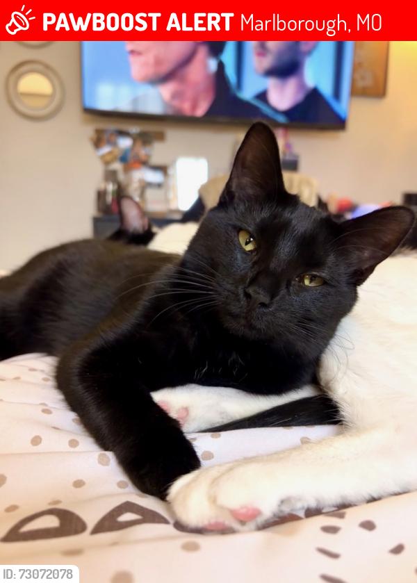 Lost Female Cat last seen Corner Of Watson & Leclede / Affton MO, Marlborough, MO 63123