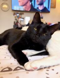 Lost Female Cat last seen Corner Of Watson & Leclede / Affton MO, Marlborough, MO 63123
