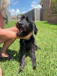 Found/Stray Female Dog last seen Space center and El dorado near Krogers, Houston, TX 77058