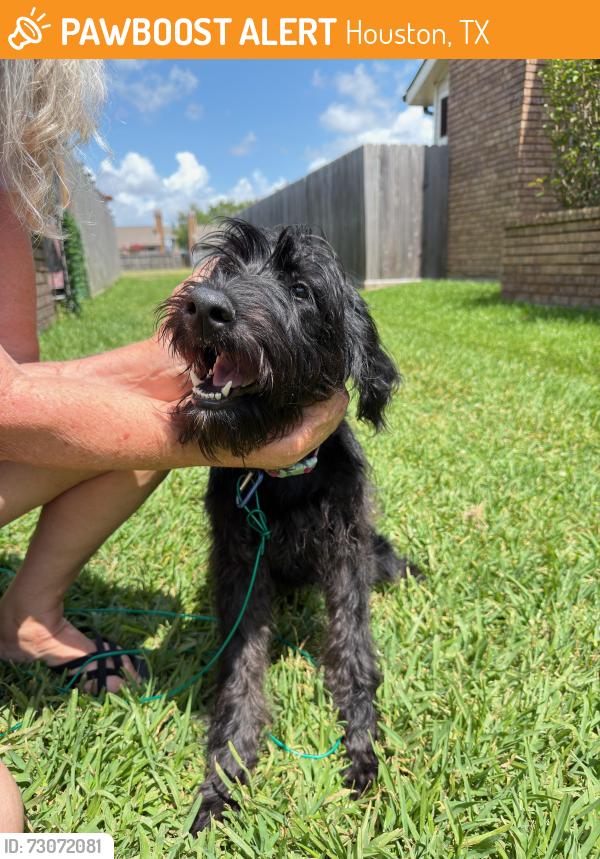 Found/Stray Female Dog last seen Space center and El dorado near Krogers, Houston, TX 77058