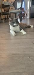 Found/Stray Male Cat last seen Grand Ave, Wildomar, CA 92595