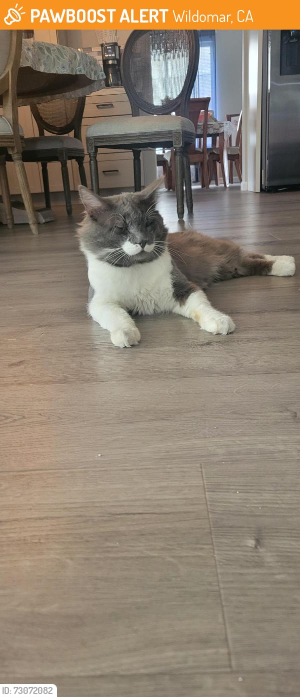 Found/Stray Male Cat last seen Grand Ave, Wildomar, CA 92595