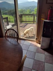 Found/Stray Male Dog last seen Near wolftown Hood.rd., Hood, VA 22727