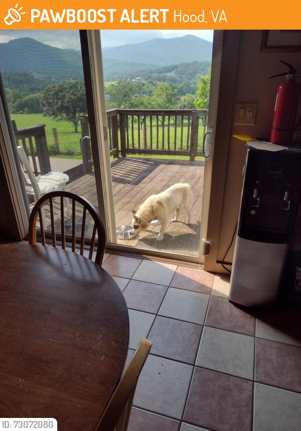 Found/Stray Male Dog last seen Near wolftown Hood.rd., Hood, VA 22727