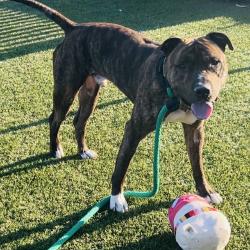 Shelter Stray Male Dog last seen , Animal Care & Control Team of Philly, 111 W Hunting Park Ave, Philadelphia, PA 19140, USA