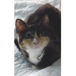 Shelter Stray Female Cat last seen , Animal Care & Control Team of Philly, 111 W Hunting Park Ave, Philadelphia, PA 19140, USA