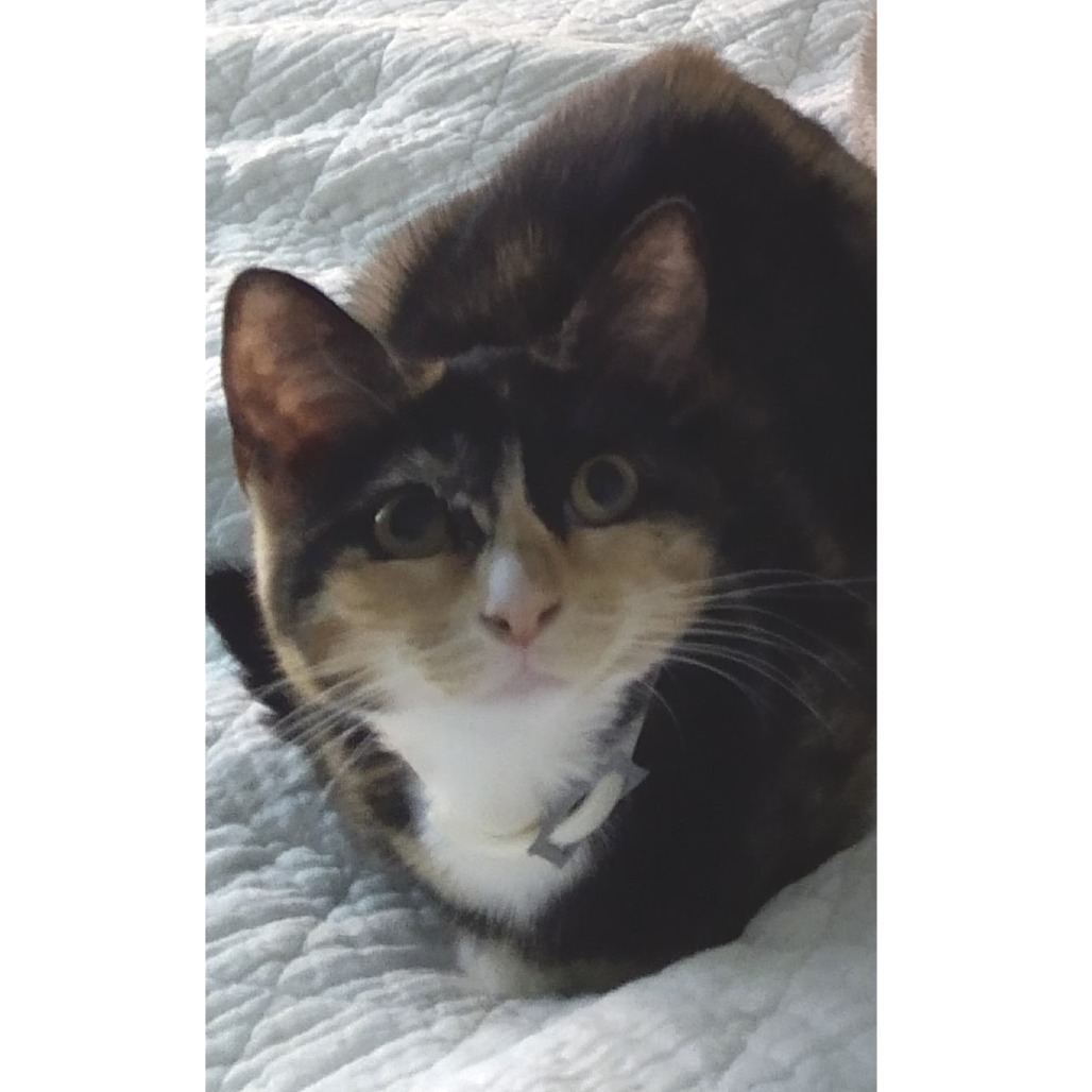 Shelter Stray Female Cat last seen , Animal Care & Control Team of Philly, 111 W Hunting Park Ave, Philadelphia, PA 19140, USA