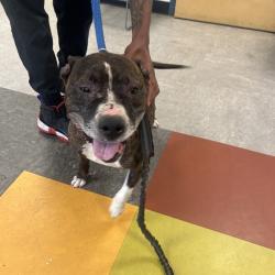 Shelter Stray Female Dog last seen , Animal Care & Control Team of Philly, 111 W Hunting Park Ave, Philadelphia, PA 19140, USA