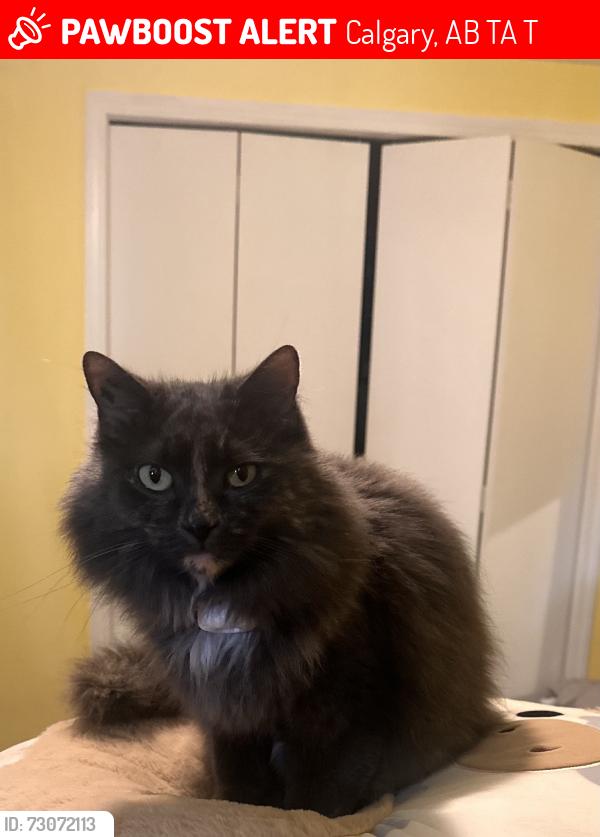 Lost Female Cat last seen Edgewood, Calgary, AB T3A 2T7
