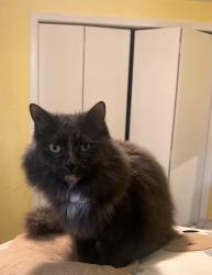 Lost Female Cat last seen Edgewood, Calgary, AB T3A 2T7