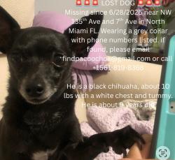 Lost Male Dog last seen Near NW Tenth Ave North Miami, FL  33168 United States, North Miami, FL 33168