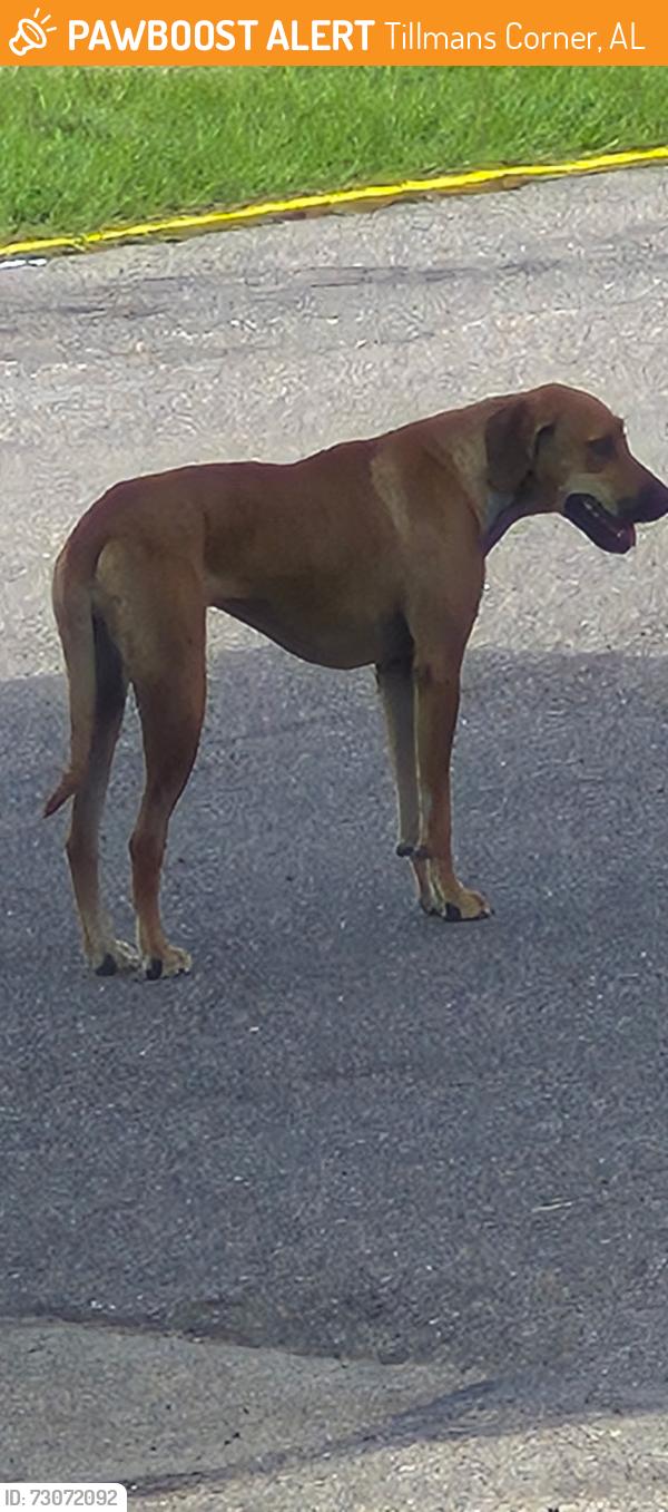 Found/Stray Unknown Dog last seen Circle K, Tillmans Corner, AL 36582