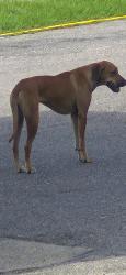 Found/Stray Unknown Dog last seen Circle K, Tillmans Corner, AL 36582