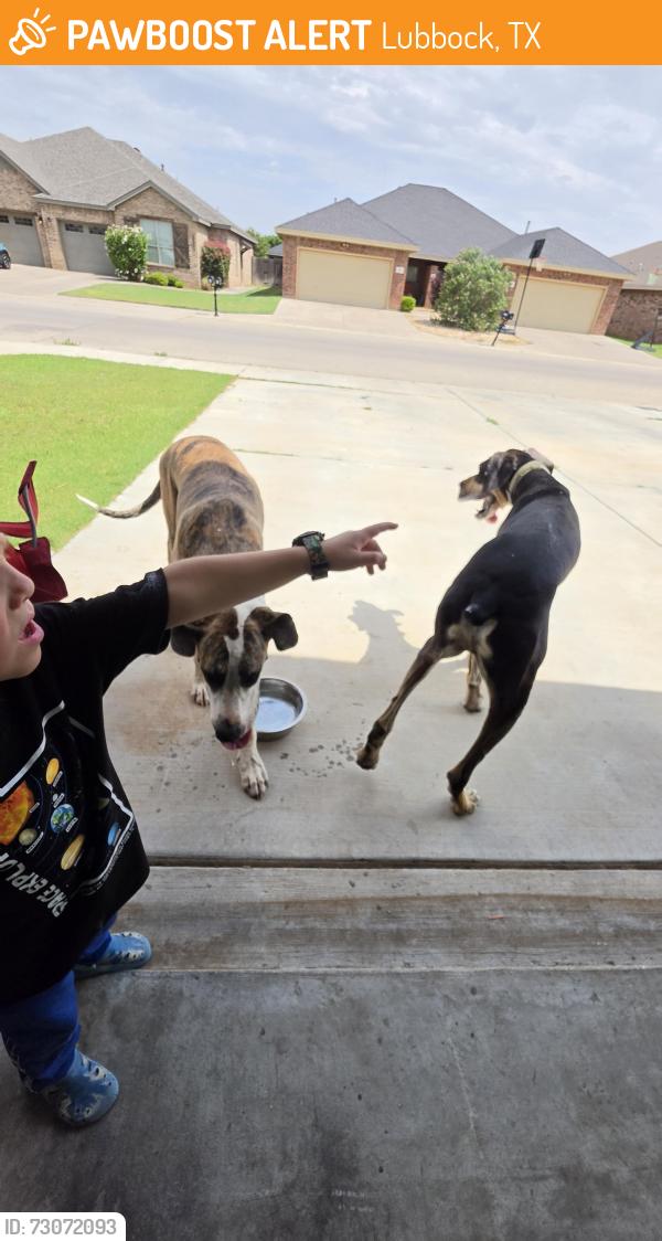 Found/Stray Unknown Dog last seen Near 102nd st, Lubbock, TX 79423