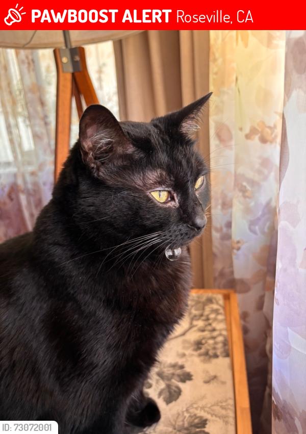 Lost Female Cat last seen Harding and breuner dr Roseville. Lincoln ests park, Roseville, CA 95678