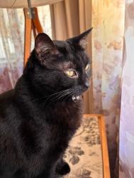 Lost Female Cat last seen Harding and breuner dr Roseville. Lincoln ests park, Roseville, CA 95678