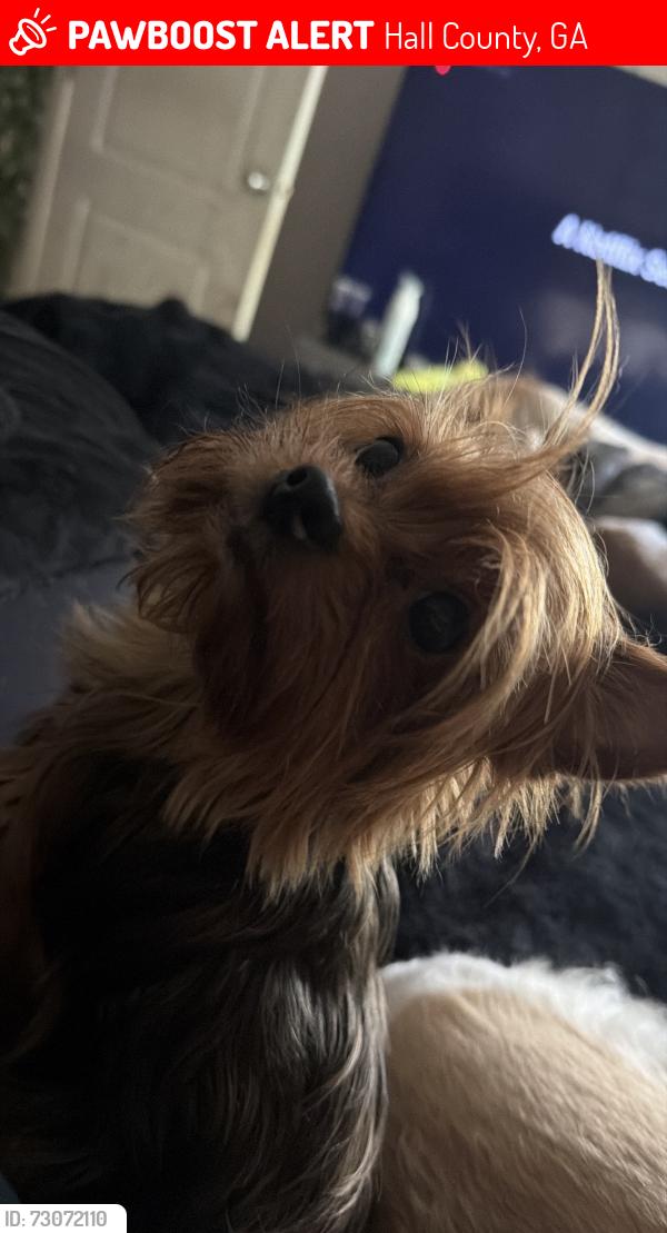 Lost Female Dog last seen Strickland Rd, Hall County, GA 30542